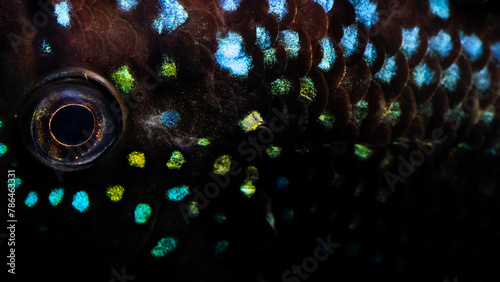 Close up photo of a fish. Rocio Octofasciata (Jack Dempsey). Black background. photo