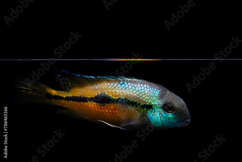 A photograph of a fish with wonderful colors, photographed aesthetically. Nicaraguense Cichlid (Hypsophys Nicraguensis)