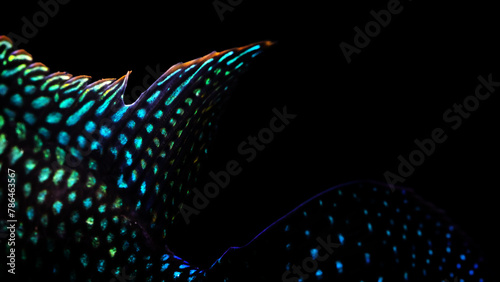 Close up photo of a fish. Rocio Octofasciata (Jack Dempsey). Black background. photo