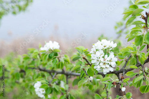 Blurred image of a blooming pear branch against a blue sky.
