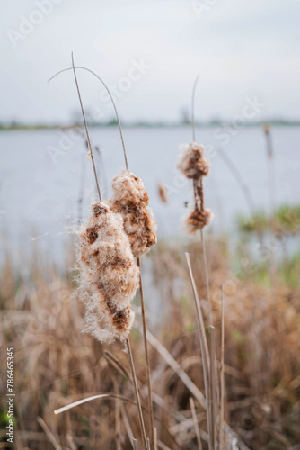Blurred image of a pond with dry cattails. Natural background.