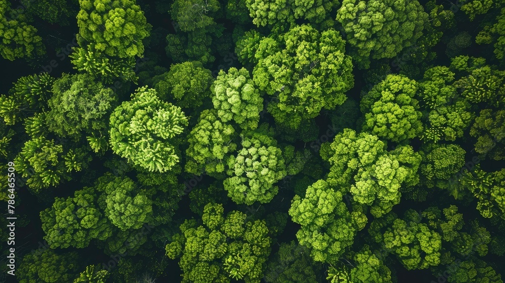 Obraz premium Aerial top view of green trees in forest Drone view of dense green trees capturing CO2. Natural background of green trees.