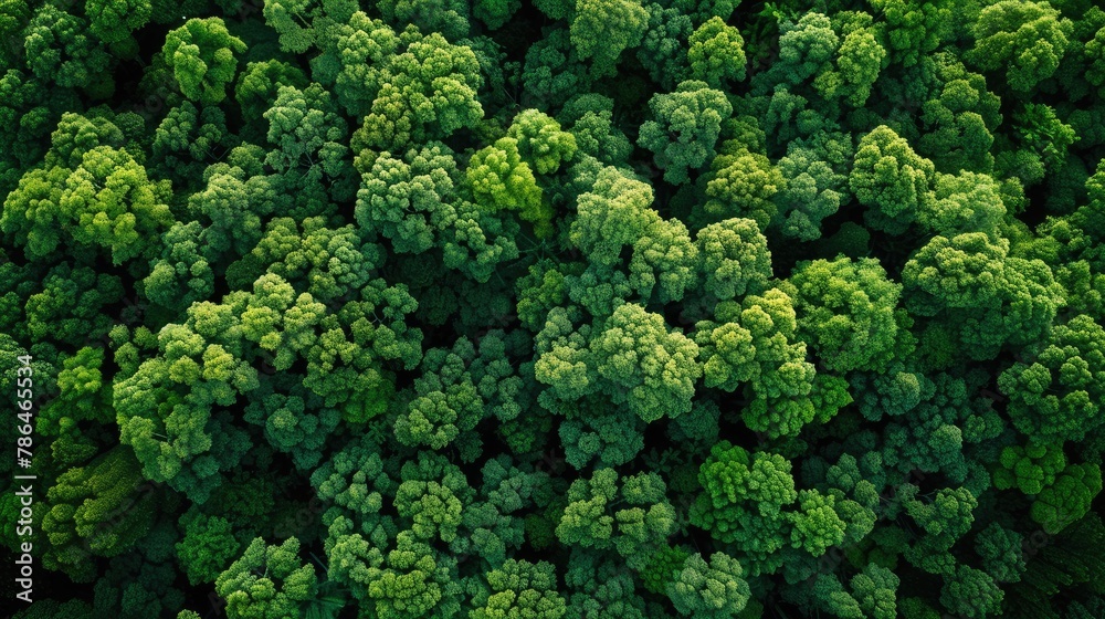 Aerial top view of green trees in forest Drone view of dense green trees capturing CO2. Natural background of green trees.