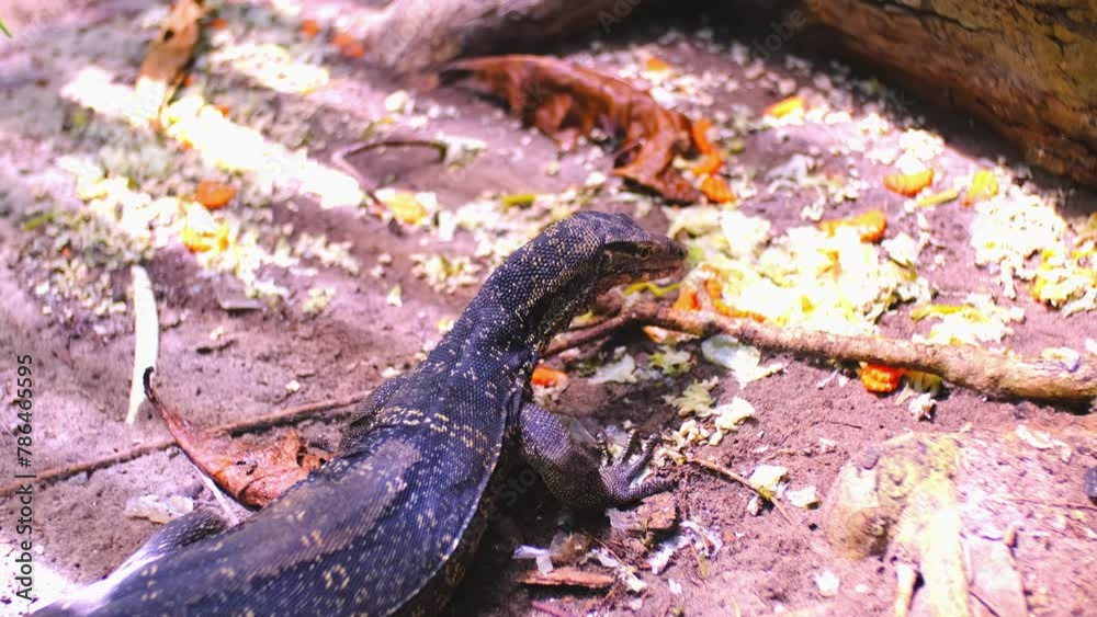 Vidéo Stock The monitor lizard sits and eats under the trees and sticks ...