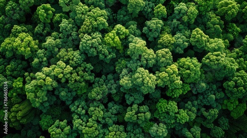 Aerial top view of green trees in forest Drone view of dense green trees capturing CO2. Natural background of green trees. © Ulee
