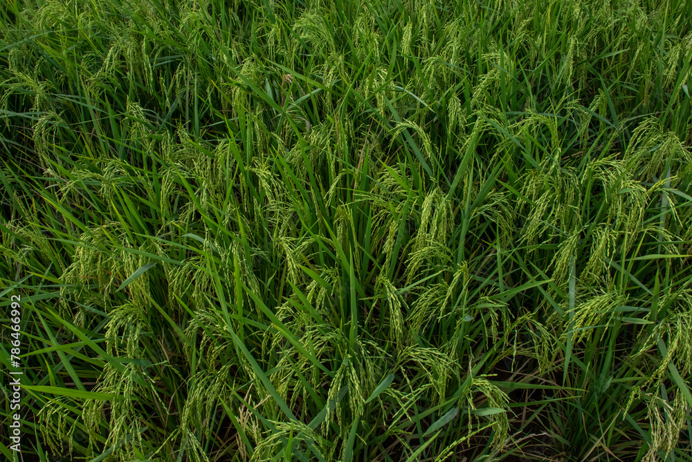 Rice fields in the rice fields are turning yellow Rice fields in the rice fields are turning yellow