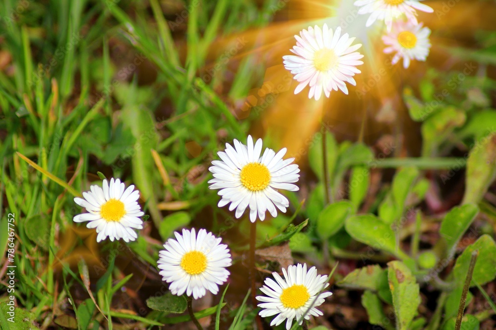 Petites pâquerettes sous le soleil Petites pâquerettes sous le soleil