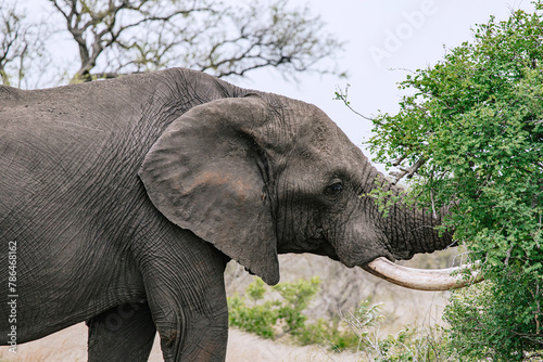 African elephant chews leaves with open mouth, meal close up portrait, side view. Safari in savanna, South Africa, Kruger National Park. Animals natural habitat, wildlife background, wild nature