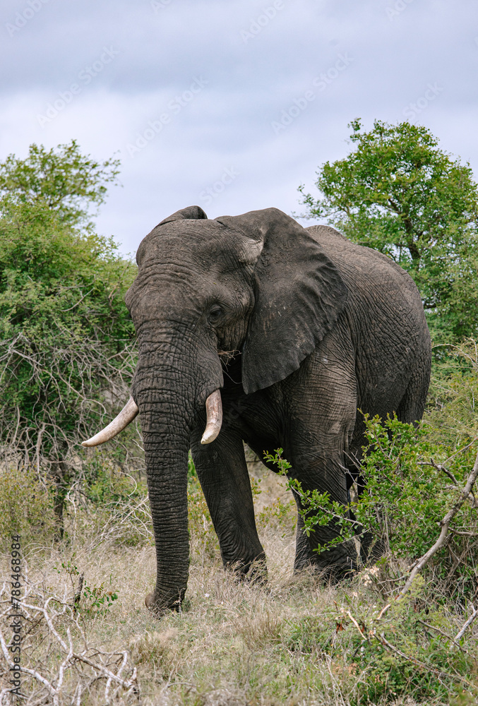 Full length big African elephant in savannah. Safari in Kruger National Park, South Africa. reserve for conservation of animal populations. Animals wildlife background, wild nature