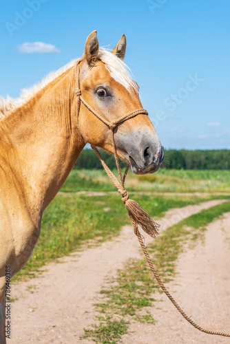 Portrait of a beautiful thoroughbred horse exterior on a leash against the sky.