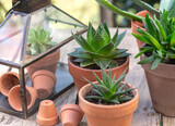 closeup on different suculent plants in flower pots with a mini greenhouse on wooden table