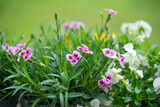 closeup up on beautiful pink flowers of carnation and white viola blooming in a garden