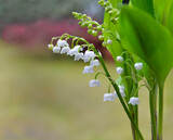 close up on beautiful sprig of fresh lily of valley blooming in a garden.- french symbol of lucky charm