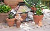 different suculent plants in flower pots with a mini greenhouse on wooden table