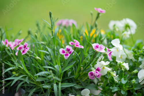 closeup up on beautiful pink flowers of carnation and white viola blooming  in a garden
