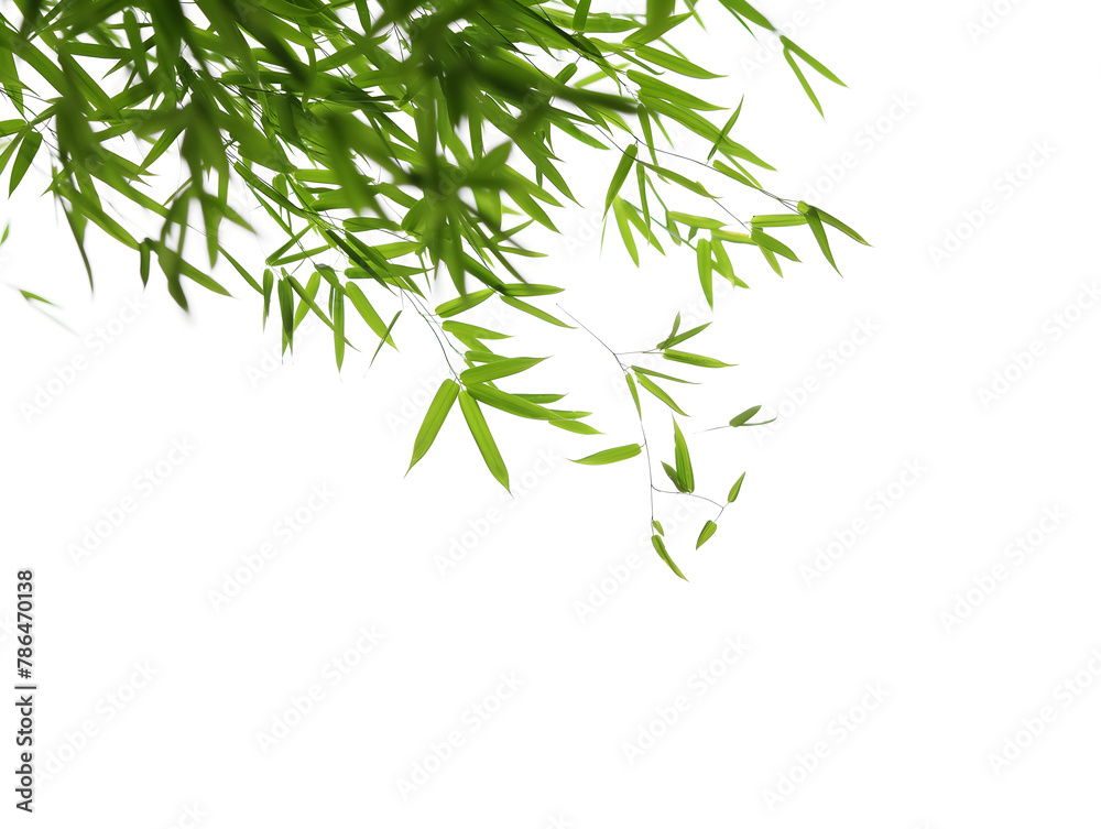 Serene Green Bamboo Leaves on a Pristine White Background Serene Green Bamboo Leaves on a Pristine White Background
