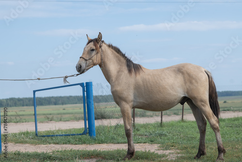 Portrait of a beautiful thoroughbred horse exterior on a leash against the sky.