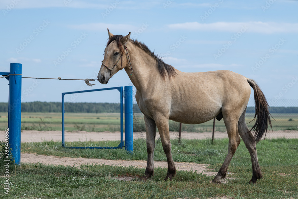 Portrait of a beautiful thoroughbred horse exterior on a leash against the sky. Portrait of a beautiful thoroughbred horse exterior on a leash against the sky.