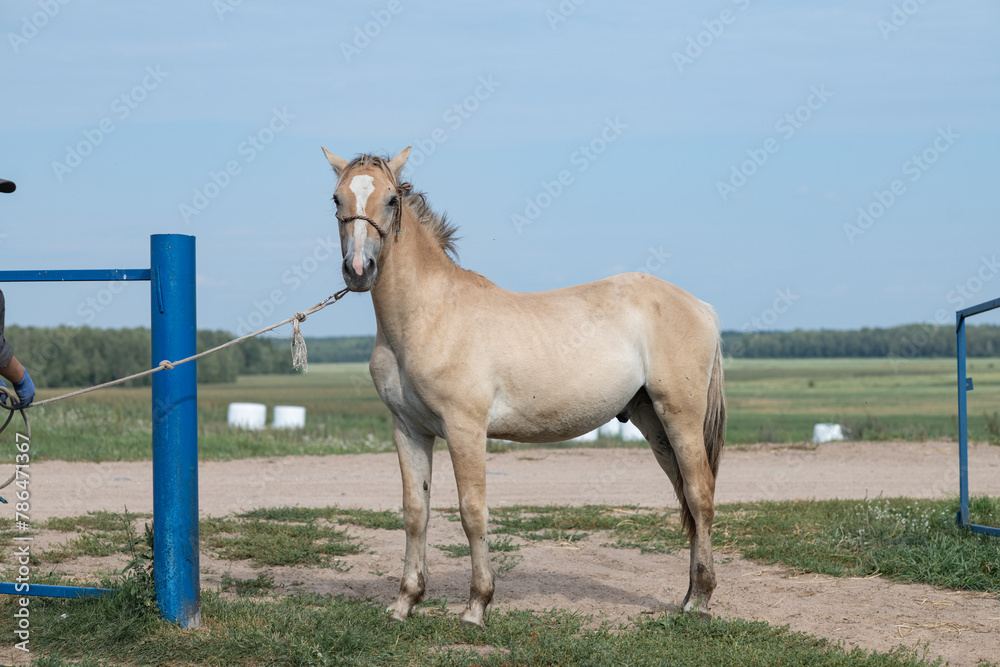Portrait of a beautiful thoroughbred horse exterior on a leash against the sky. Portrait of a beautiful thoroughbred horse exterior on a leash against the sky.