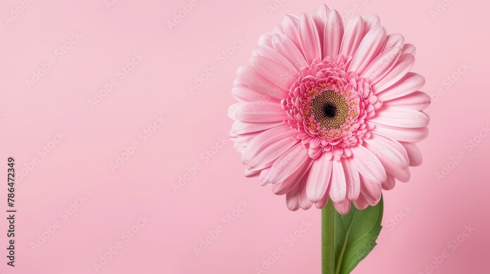 Close-up of a delicate pink gerbera daisy with intricate detail, set against a soft pastel pink background. Close-up of a delicate pink gerbera daisy with intricate detail, set against a soft pastel pink background.