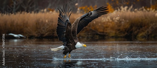the eagle is hunting for prey in the water photo
