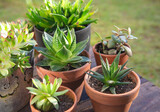 different succulente plants in terracotta pots on wooden plank in a garden- houseplant collection
