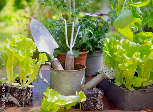 gardening tools with lettuce ready to plant and vegetable seedlings on a table in garden at springtime