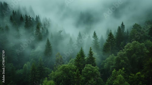 Enchanted Misty Pines in Lush Forest Landscape © Ndoomyim