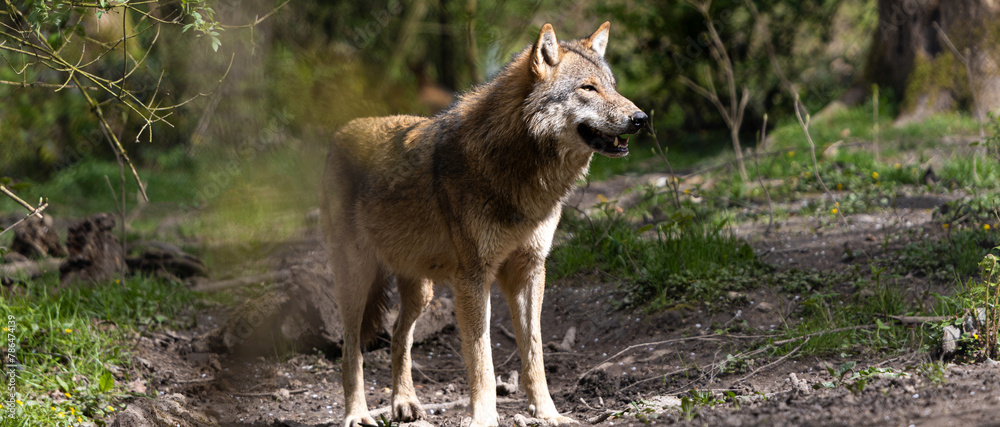 a lone wolf in the nature panorama a lone wolf in the nature panorama
