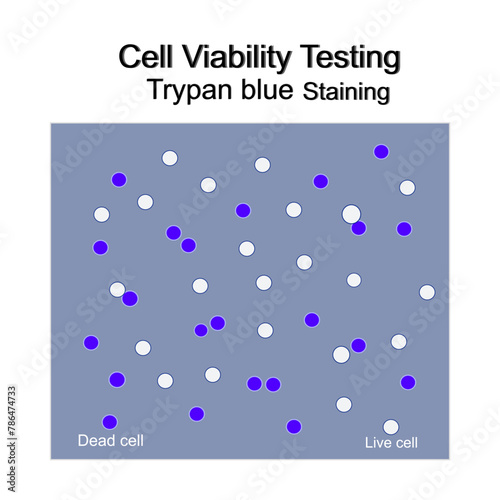 The cell viability testing with Trypan blue staining technique that represents staining of Dead and Live or viable cells.