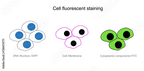 A picture shows the technique of cell fluorescent staining in target cell organelle : cytoplasmic component, cell membrane and DNA or Nucleus. photo