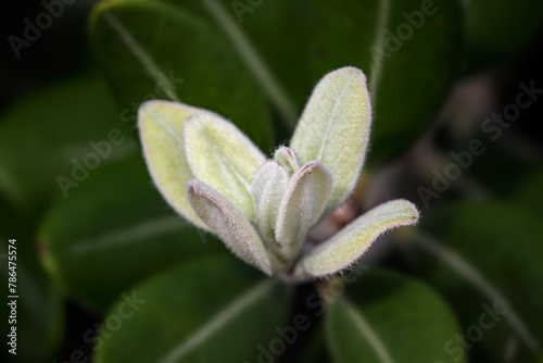 Willd hairy flower macro
