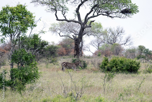 African zebra walks grazing among green trees and bushes in savannah. Safari in Kruger National Park  South Africa. Animals wildlife background  wild nature. Burchells Zebra  Equus burchelli