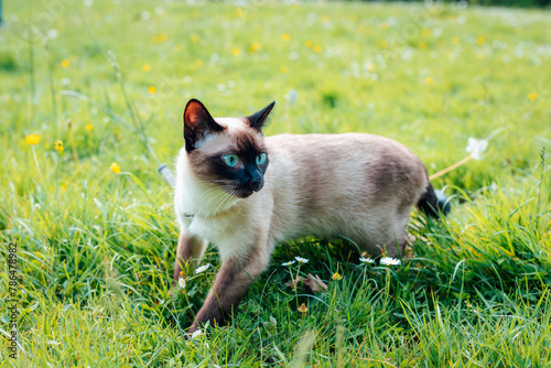 Siamese cat with blue eyes walking on green grass