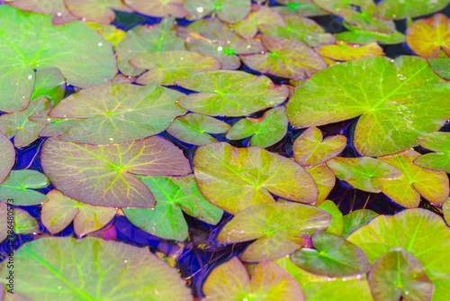 Surface of lake water with water lilies leaves. Background, texture