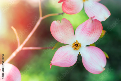 Cornus florida, the flowering dogwood pink flower, closeup photo