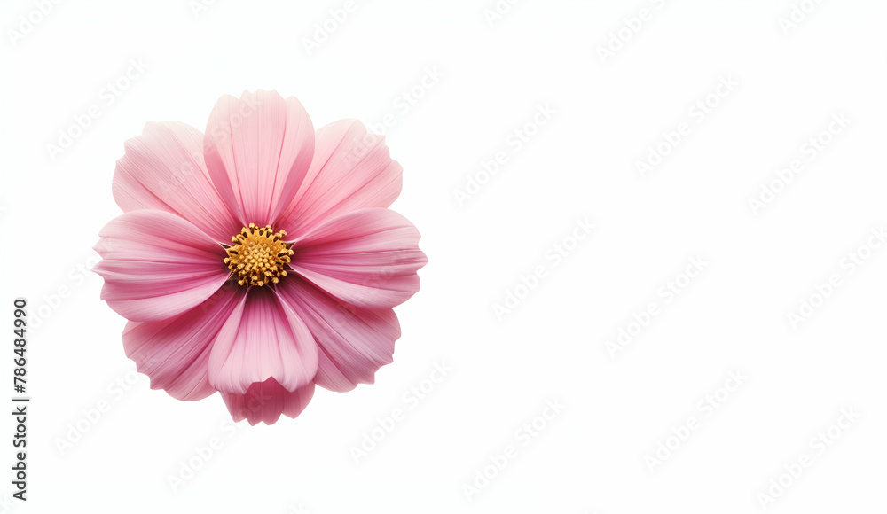 Beautiful soft selective focus pink cosmos flowers field with copy space, generative ai