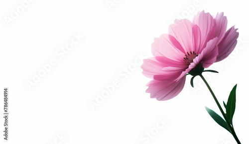 Beautiful soft selective focus pink cosmos flowers field with copy space  generative ai