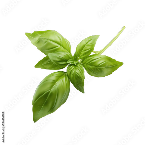 A branch of green basil isolated SVG on a transparent background