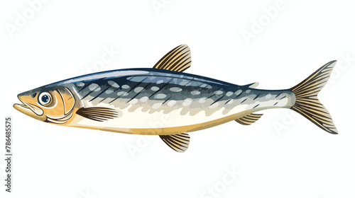 Sprat. Marine Food Fish Vector illustration isolated 