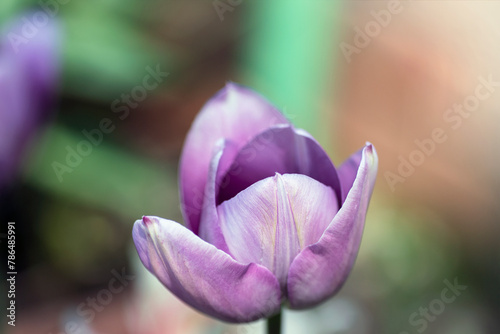 Macro photography of a purple tulip flower against green background