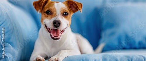 A cute smiling Jack Russell Terrier dog is sitting on the blue sofa and looking at the camera in a close up portrait studio