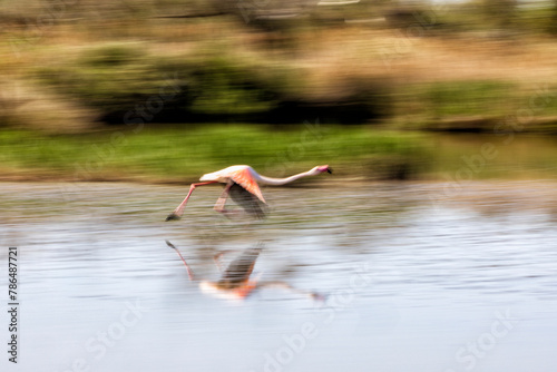 Flamingo in der Camargue nimmt Anlauf für den Abflug 
