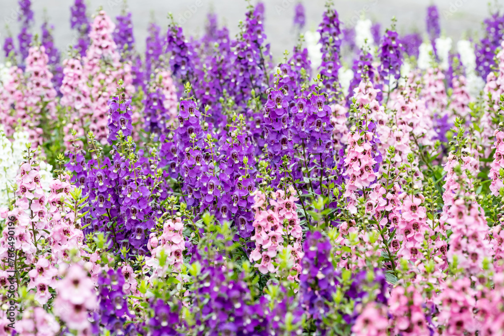 Beautiful Angelonia salicariifolia flowers. Beautiful Angelonia salicariifolia flowers.