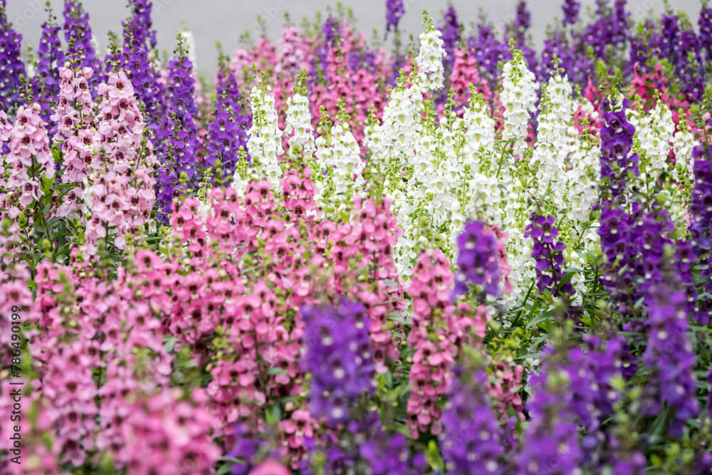 Obraz premium Beautiful Angelonia salicariifolia flowers.