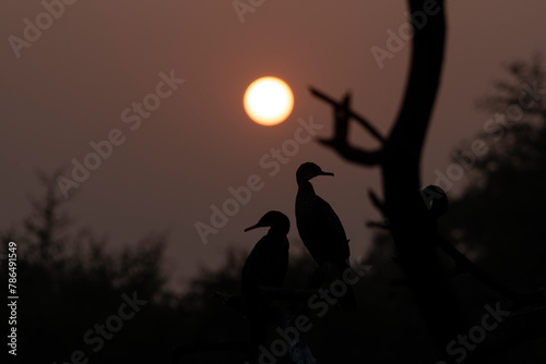 Cormorant birds in silhouette as the sun sets in the background.