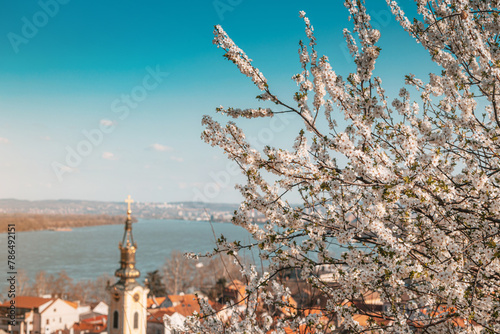 a scenic panoramic observation of Belgrade's cityscape, with its blooming cherry tree flowers at foreground