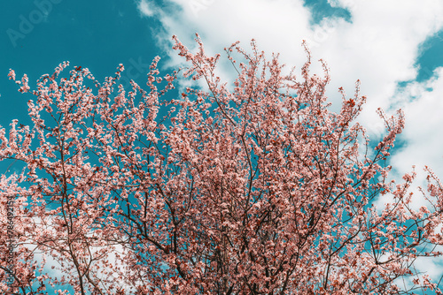 In the soft light of a sunny day, a horizontal image showcases the beauty of nature as vibrant pink flowers bloom on branches.