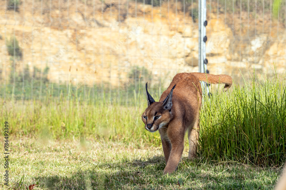 Caracal, big cat walks on territory of rehabilitation center, petting ...