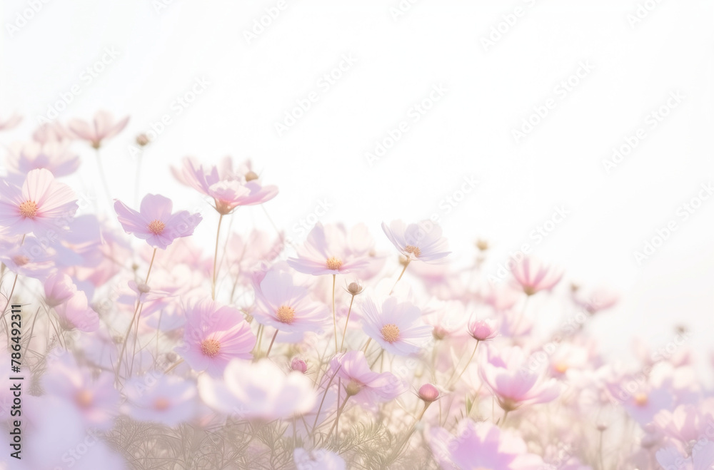 A harmonious blend of flora and the warm glow of sunset. Serene Field of Blooming Purple Cosmos Flowers at Dusk. A harmonious blend of flora and the warm glow of sunset. Serene Field of Blooming Purple Cosmos Flowers at Dusk.